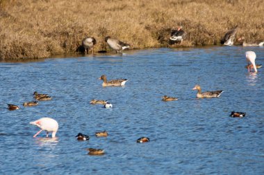 Flamingo, phoenicopterus ruber Endülüs 'teki Ulusal Park Donana' da.