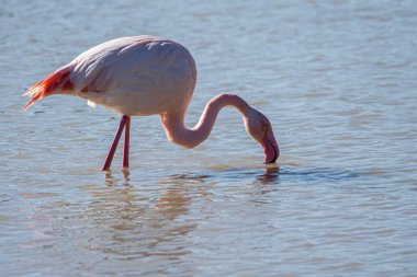 Flamingo, phoenicopterus ruber, Endülüs 'teki ulusal Park Donana' da
