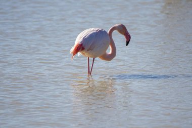 Flamingo, phoenicopterus ruber, Endülüs 'teki ulusal Park Donana' da