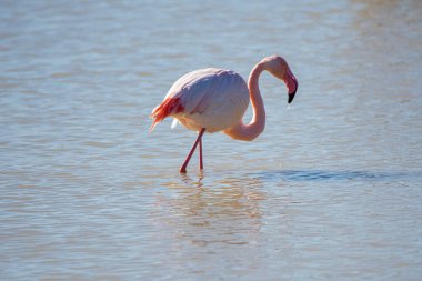 Flamingo, phoenicopterus ruber, Endülüs 'teki ulusal Park Donana' da