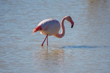 Flamingo, phoenicopterus ruber, Endülüs 'teki ulusal Park Donana' da
