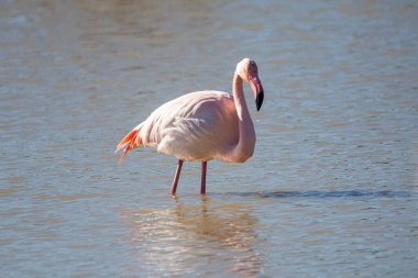 Flamingo, phoenicopterus ruber, Endülüs 'teki ulusal Park Donana' da