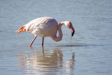 Flamingo, phoenicopterus ruber, Endülüs 'teki ulusal Park Donana' da
