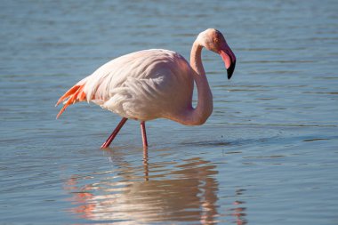 Flamingo, phoenicopterus ruber, Endülüs 'teki ulusal Park Donana' da