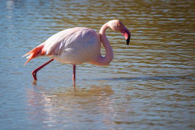 Flamingo, phoenicopterus ruber, Endülüs 'teki ulusal Park Donana' da