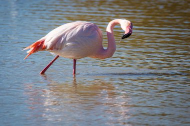 Flamingo, phoenicopterus ruber, Endülüs 'teki ulusal Park Donana' da