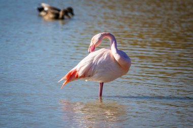 Flamingo, phoenicopterus ruber, Endülüs 'teki ulusal Park Donana' da