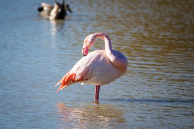 Flamingo, phoenicopterus ruber, Endülüs 'teki ulusal Park Donana' da