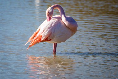 Flamingo, phoenicopterus ruber, Endülüs 'teki ulusal Park Donana' da