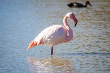 Flamingo, phoenicopterus ruber, Endülüs 'teki ulusal Park Donana' da