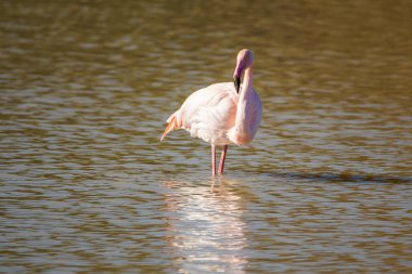Flamingo, phoenicopterus ruber, Endülüs 'teki ulusal Park Donana' da