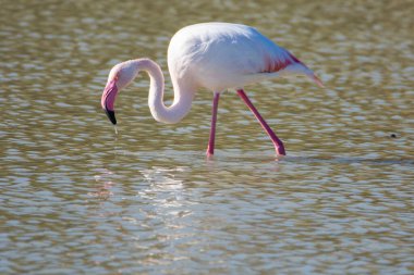 Flamingo, phoenicopterus ruber, Endülüs 'teki ulusal Park Donana' da