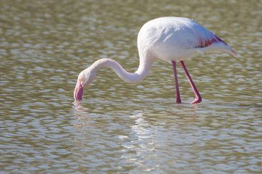 Flamingo, phoenicopterus ruber, Endülüs 'teki ulusal Park Donana' da