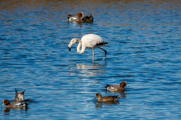 Flamingo Phoenicopterus Ruber Parque Nacional Donana Andaluzia Espanha — Fotografia de Stock