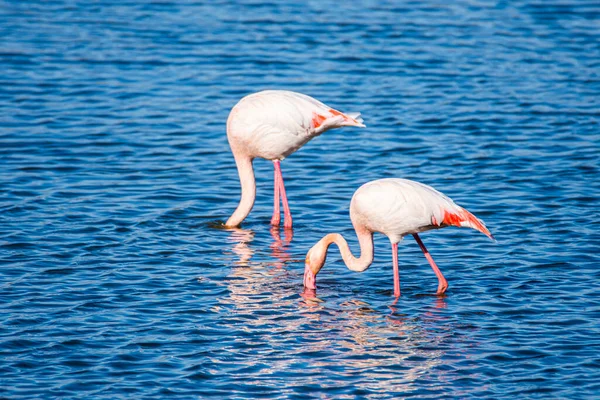 Flamingo Phoenicopterus Ruber National Park Donana Andalusia Spain — 스톡 사진