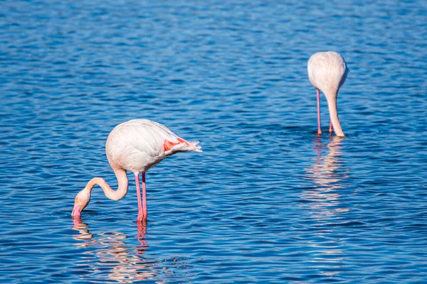 Flamingo Phoenicopterus Ruber Nel Parco Nazionale Donana Andalusia Spagna — Foto Stock