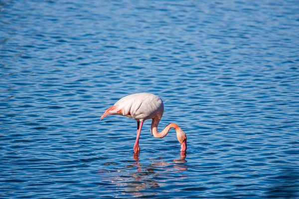 Flamingo Phoenicopterus Ruber Nationalpark Donana Andalusien Spanien — Stockfoto