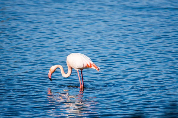 Flamingo Phoenicopterus Ruber Parku Narodowym Donana Andaluzji Hiszpania — Zdjęcie stockowe