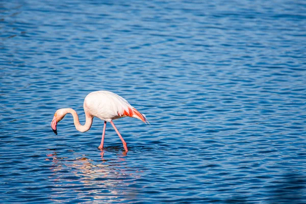 Flamingo Phoenicopterus Ruber National Park Donana Andalusia Spain — стокове фото