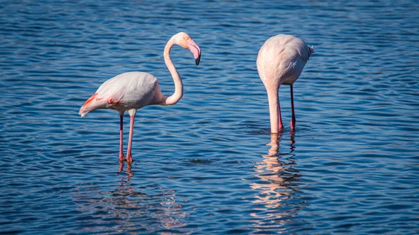 Flamingo Phoenicopterus Ruber National Park Donana Andalusia Spain — стокове фото