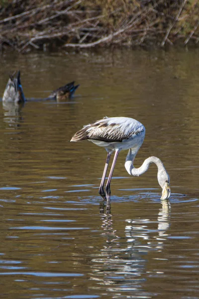 Flamingo Phoenicopterus Ruber National Park Donana Andalusia Spain — 스톡 사진