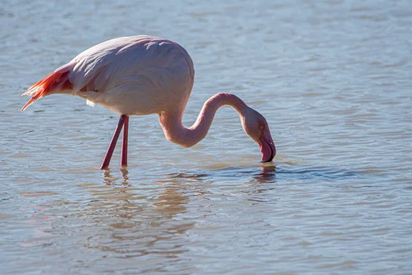 Flamingo Phoenicopterus Ruber National Park Donana Andalusia Spain — стокове фото