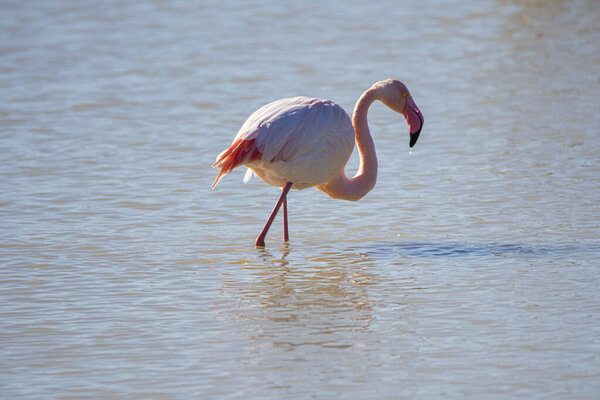 Flamingo, phoenicopterus ruber, in national Park Donana in Andalusia Spain