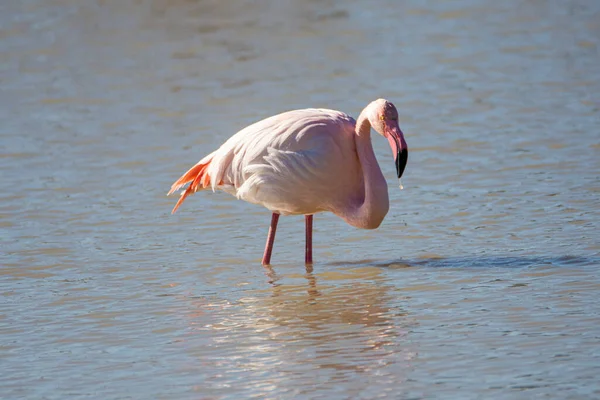 Flamingo Phoenicopterus Ruber National Park Donana Andalusia Spain — стокове фото