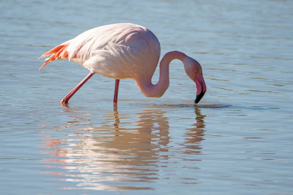 Flamingo Phoenicopterus Ruber National Park Donana Andalusia Spain — стокове фото