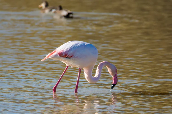 Flamingo Phoenicopterus Ruber National Park Donana Andalusia Spain — Stock Photo, Image