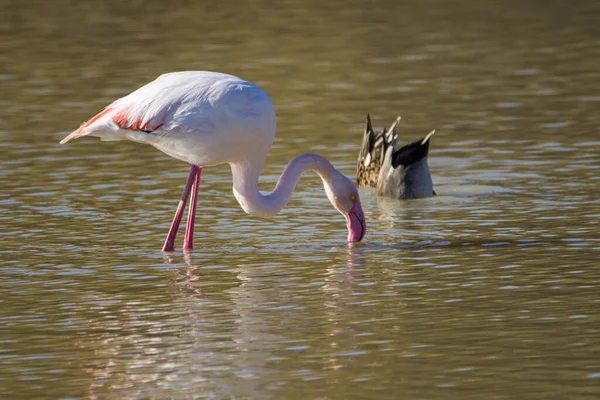 Flamingo Phoenicopterus Ruber National Park Donana Andalusia Spain — стокове фото