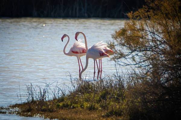 Flamingo Phoenicopterus Ruber National Park Donana Andalusia Spain — Stock Photo, Image