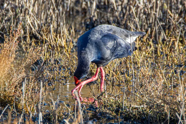 Purple Gallinule Porphyrio Porphyrio Donana National Par Spain — Stock Photo, Image