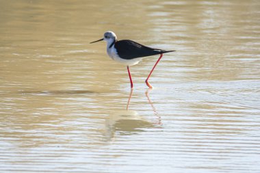Kara kanatlı stilt, Himantopus himantopus, Endülüs 'teki Donana Ulusal Parkı' nın bataklıklarında, İspanya 'nın Avrupa' da..
