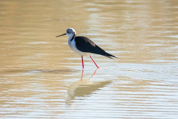 Svartvingad Stylta Himantopus Himantopus Träsken Donanas Nationalpark Andalusien Spanien Europa — Stockfoto