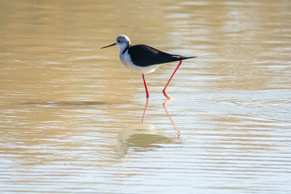 Kara kanatlı stilt, Himantopus himantopus, Endülüs 'teki Donana Ulusal Parkı' nın bataklıklarında, İspanya 'nın Avrupa' da..