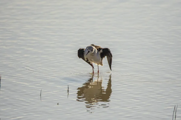 Estopa Asa Preta Himantopus Himantopus Nos Pântanos Parque Nacional Donana — Fotografia de Stock