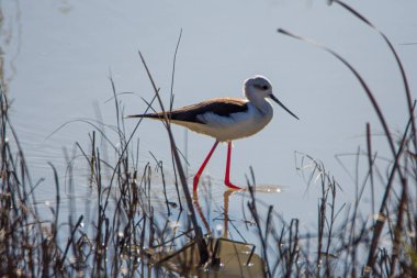 Kara kanatlı stilt, Himantopus himantopus, Endülüs 'teki Donana Ulusal Parkı' nın bataklıklarında, İspanya 'nın Avrupa' da..