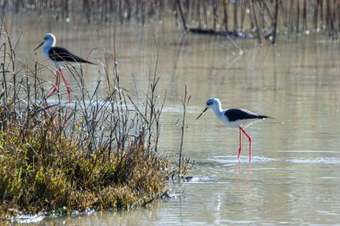 Kara kanatlı stilt, Himantopus himantopus, Endülüs 'teki Donana Ulusal Parkı' nın bataklıklarında, İspanya 'nın Avrupa' da..