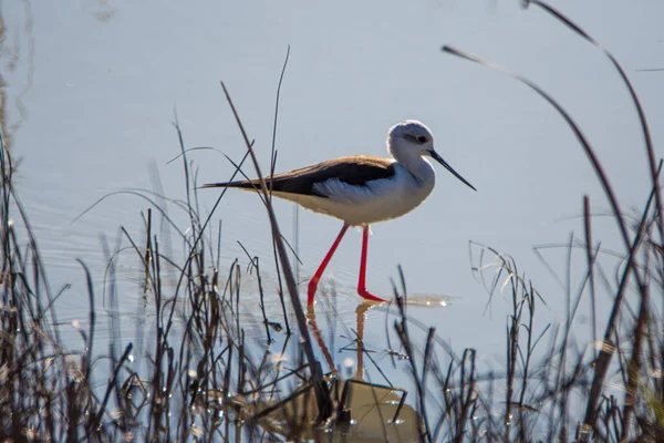 Kara kanatlı stilt, Himantopus himantopus, Endülüs 'teki Donana Ulusal Parkı' nın bataklıklarında, İspanya 'nın Avrupa' da..