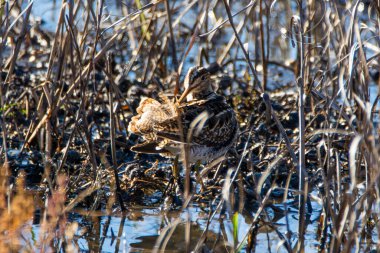Ortak Snipe, Gallinago Gallinago, Donana Ulusal Parkı 'nda sığ sularda.