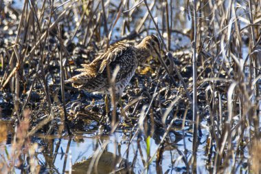 Ortak Snipe, Gallinago Gallinago, Donana Ulusal Parkı 'nda sığ sularda.