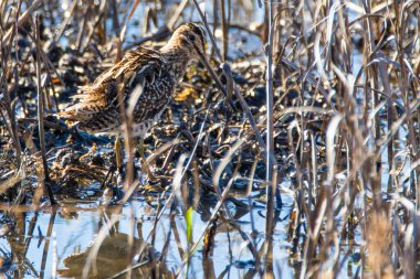 Ortak Snipe, Gallinago Gallinago, Donana Ulusal Parkı 'nda sığ sularda.
