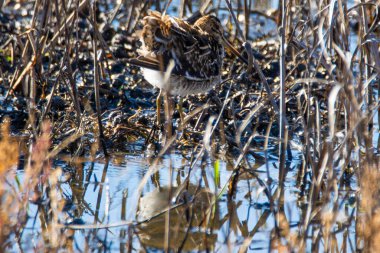 Ortak Snipe, Gallinago Gallinago, Donana Ulusal Parkı 'nda sığ sularda.