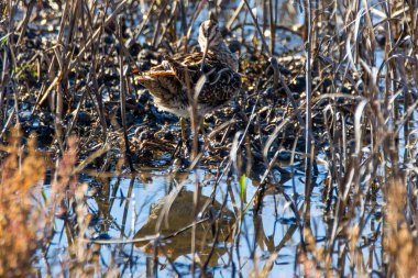 Ortak Snipe, Gallinago Gallinago, Donana Ulusal Parkı 'nda sığ sularda.