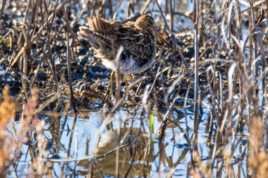 Ortak Snipe, Gallinago Gallinago, Donana Ulusal Parkı 'nda sığ sularda.