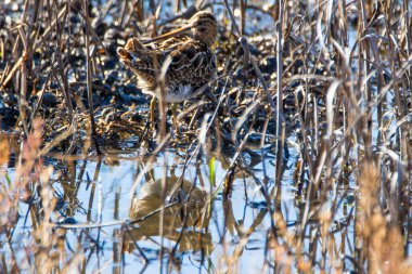 Ortak Snipe, Gallinago Gallinago, Donana Ulusal Parkı 'nda sığ sularda.
