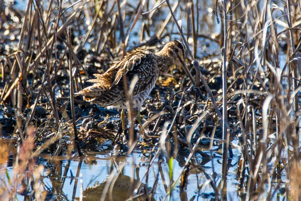 Ortak Snipe, Gallinago Gallinago, Donana Ulusal Parkı 'nda sığ sularda.