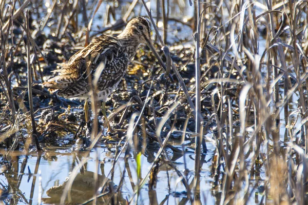 Ortak Snipe, Gallinago Gallinago, Donana Ulusal Parkı 'nda sığ sularda.
