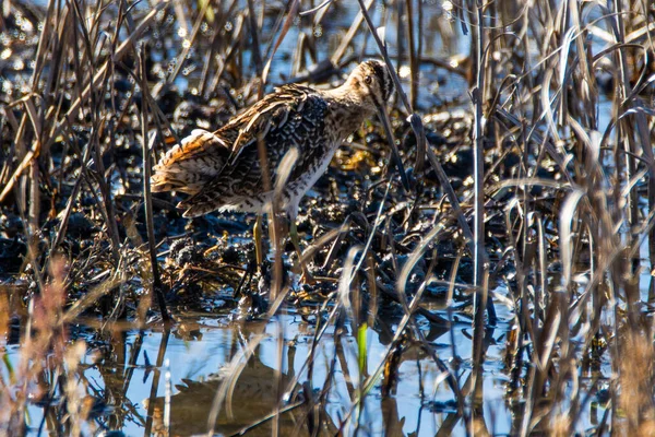 Ortak Snipe, Gallinago Gallinago, Donana Ulusal Parkı 'nda sığ sularda.